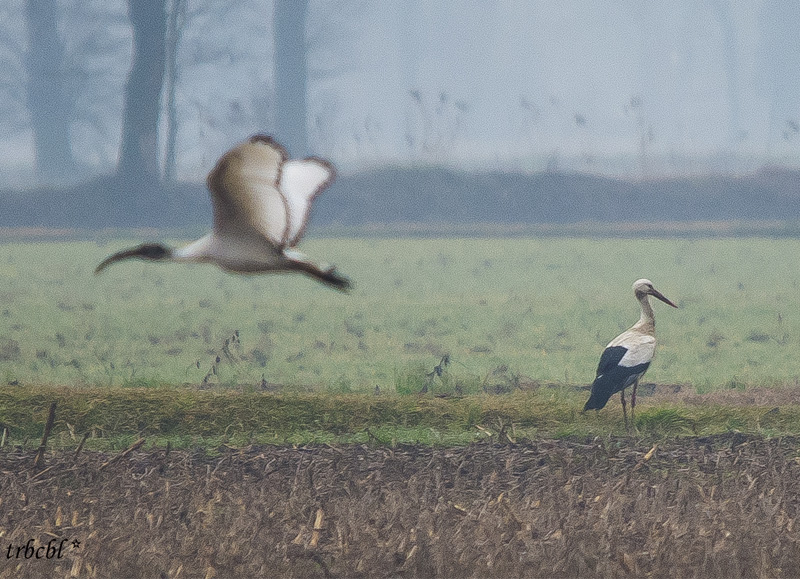 Cicogna e Ibis